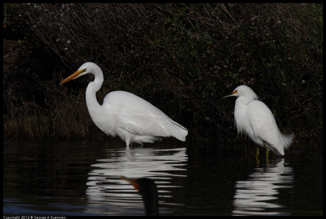 1219-101505-01.jpg - Great and Snowy Egret