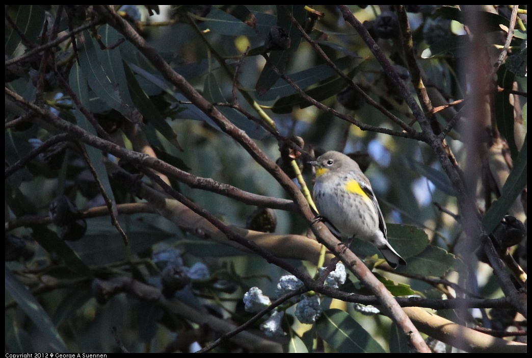 1219-101616-02.jpg - Yellow-rumped Warbler