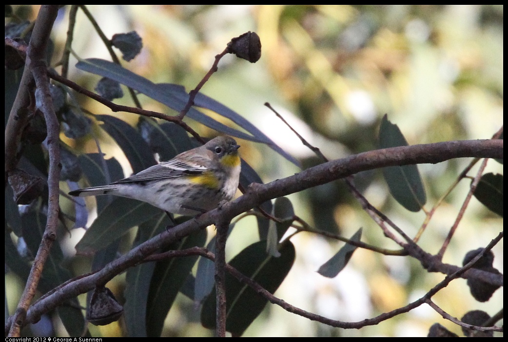 1219-101621-04.jpg - Yellow-rumped Warbler