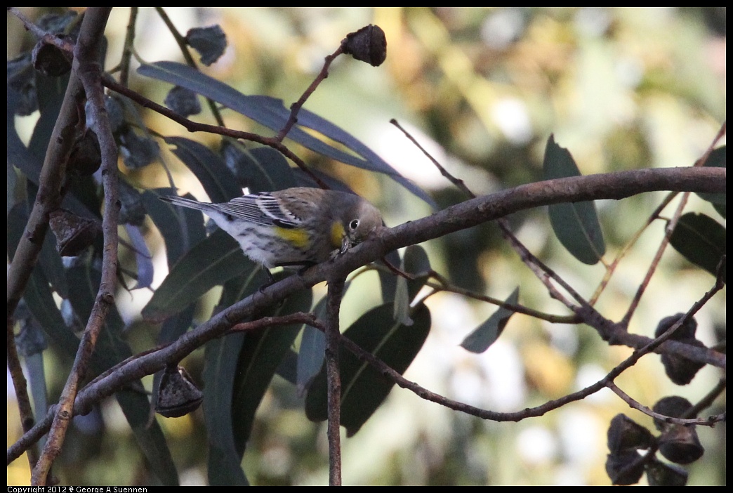 1219-101622-03.jpg - Yellow-rumped Warbler