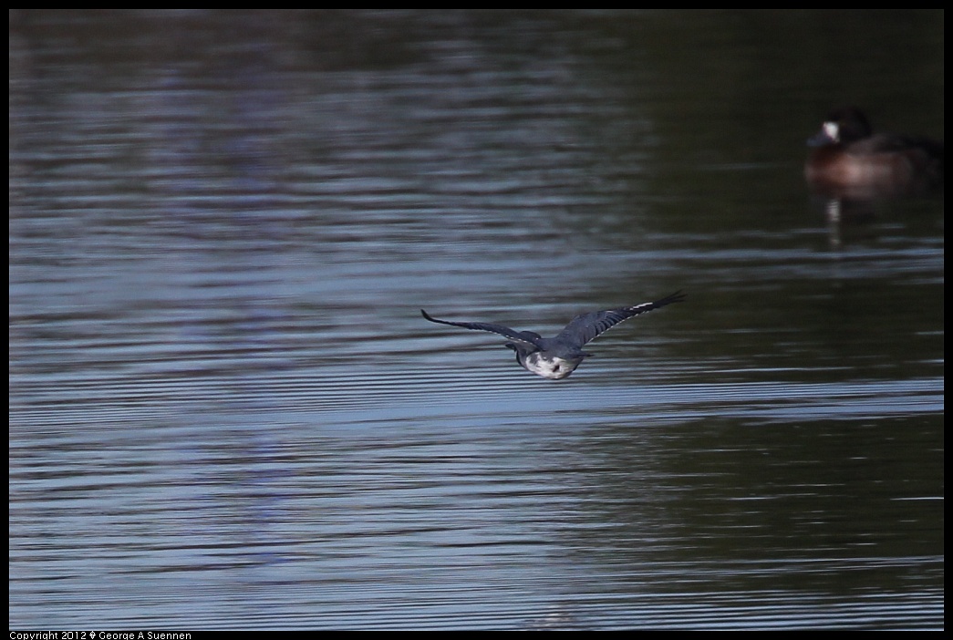 1219-101934-06.jpg - Belted Kingfisher
