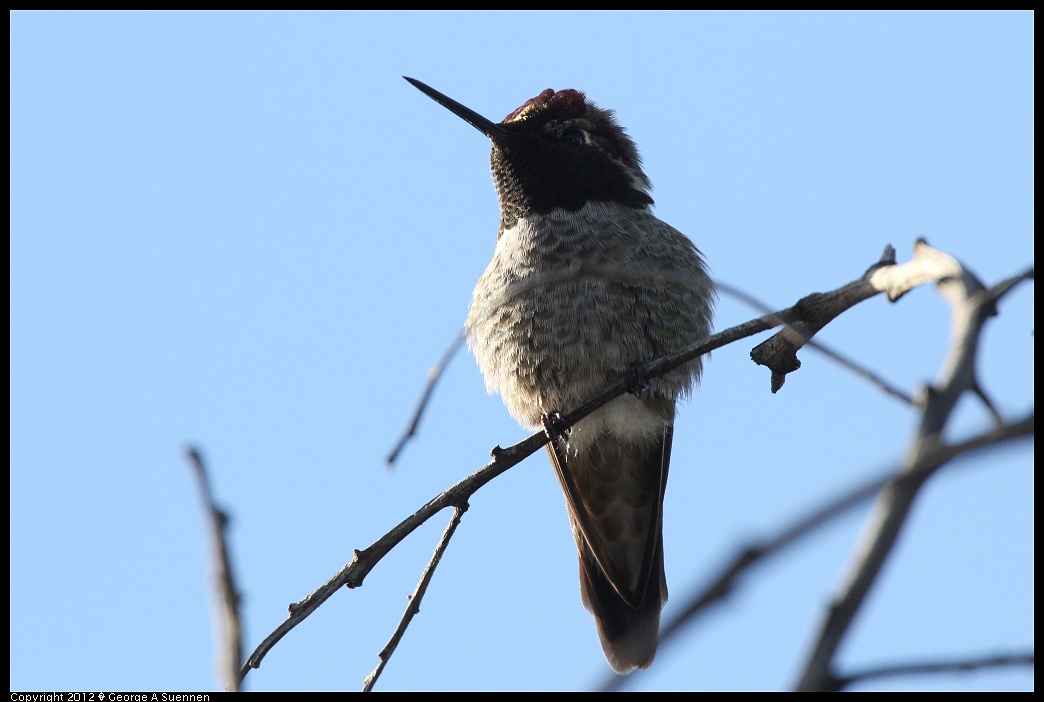 1219-102215-03.jpg - Anna's Hummingbird
