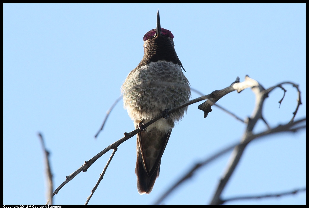 1219-102223-01.jpg - Anna's Hummingbird