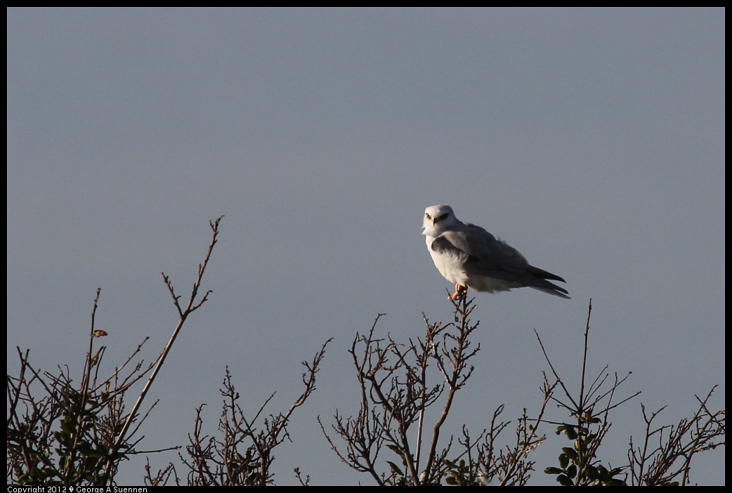 1220-090826-01.jpg - White-tailed Kite