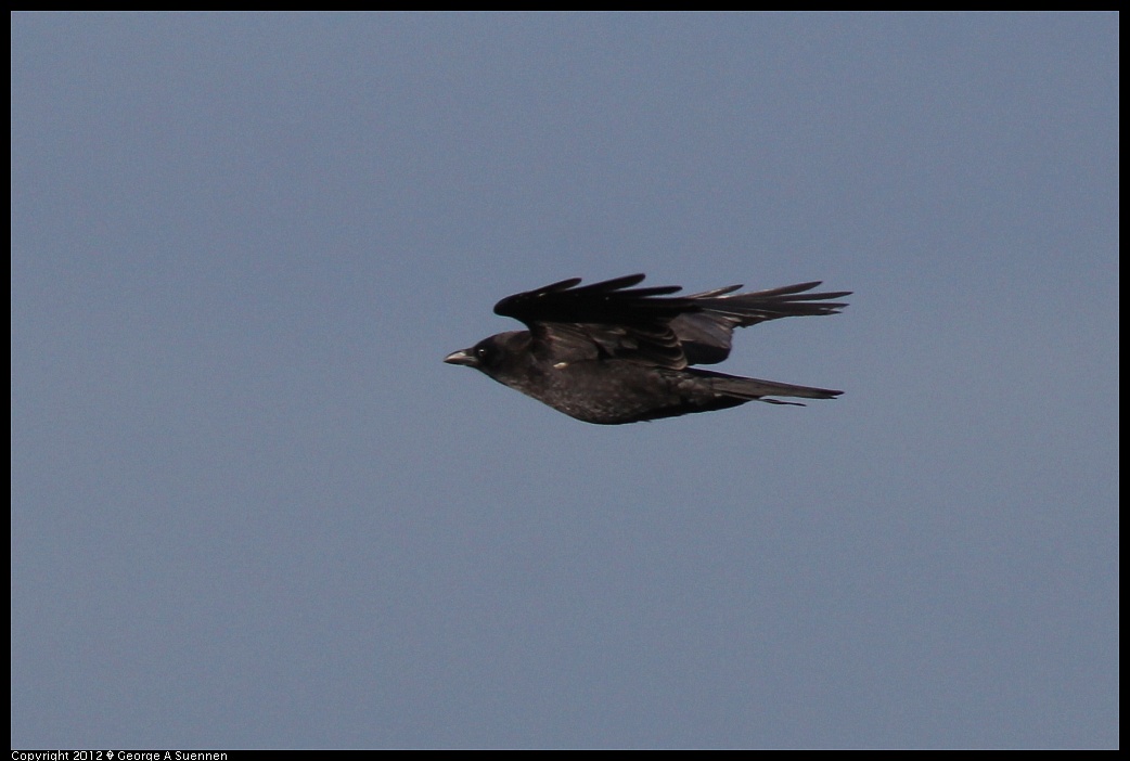 1220-090927-03.jpg - American Crow