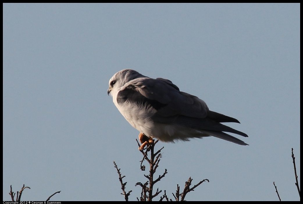 1220-091044-01.jpg - White-tailed Kite