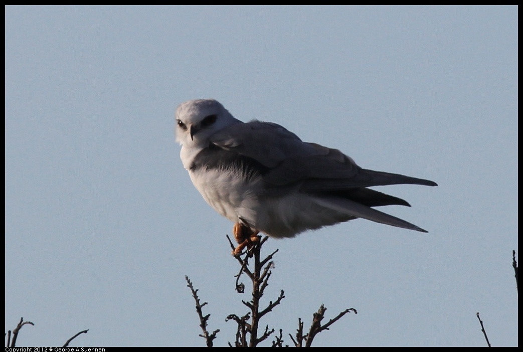 1220-092126-03.jpg - White-tailed Kite