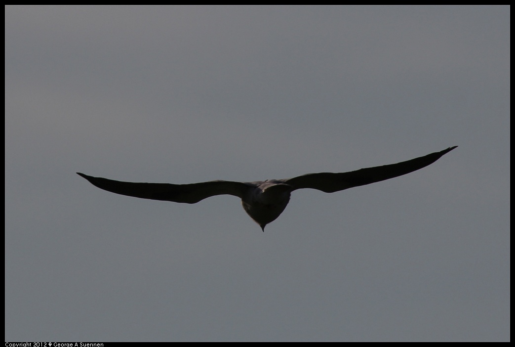 1220-092217-04.jpg - White-tailed Kite