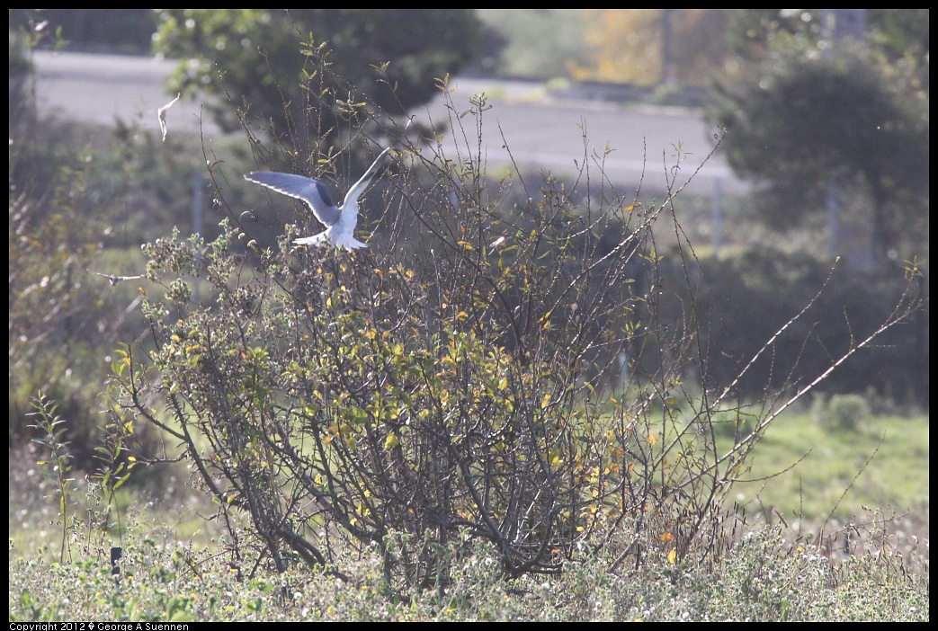 1220-092235-01.jpg - White-tailed Kite