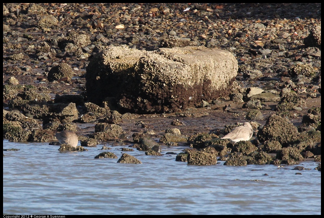1220-092944-02.jpg - Willet (Id only)