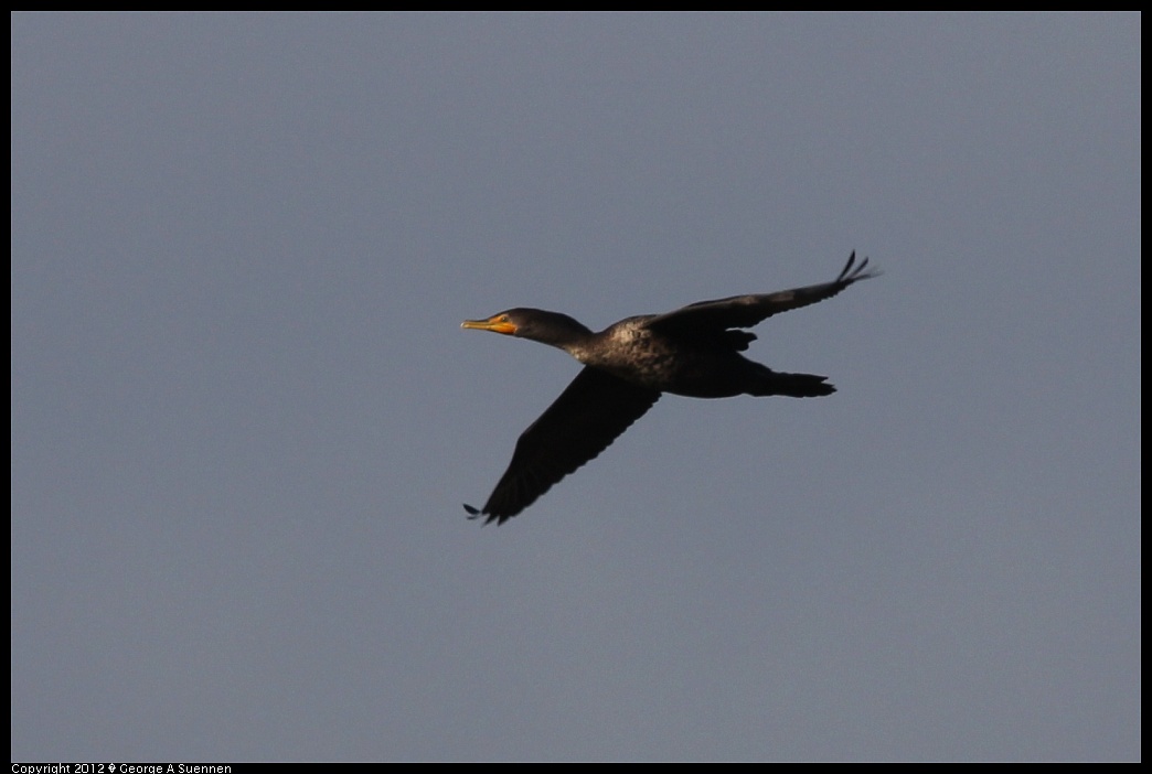 1220-093719-01.jpg - Double-crested Cormorant