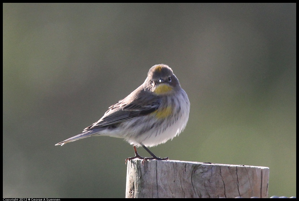 1220-094026-02.jpg - Yellow-rumped Warbler