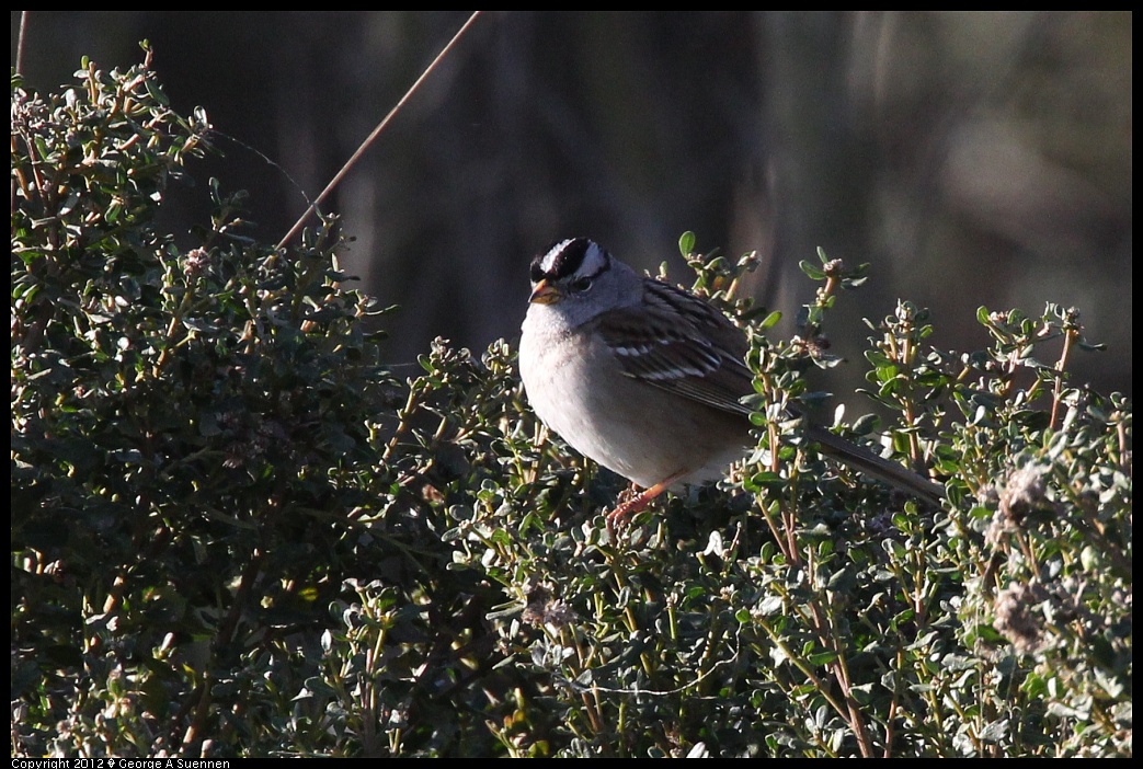 1220-094540-03.jpg - White-crowned Sparrow