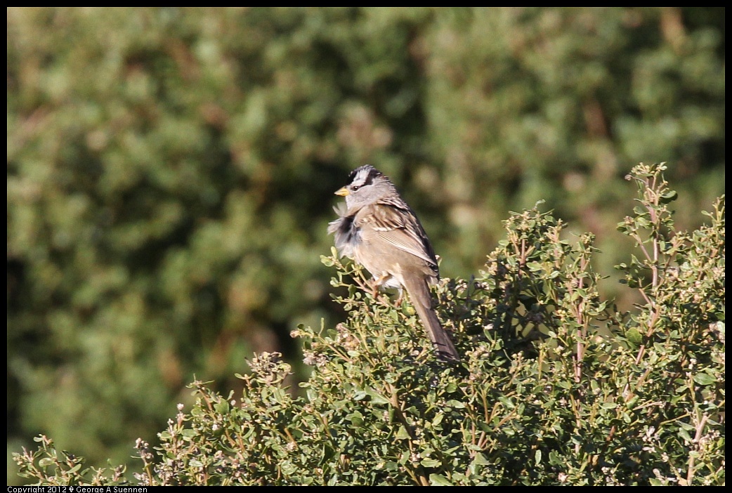 1220-094655-01.jpg - White-crowned Sparrow