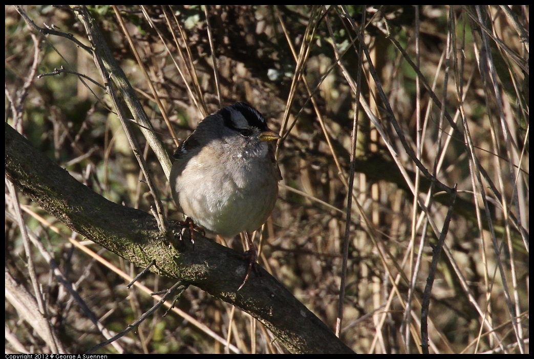 1220-094707-02.jpg - White-crowned Sparrow