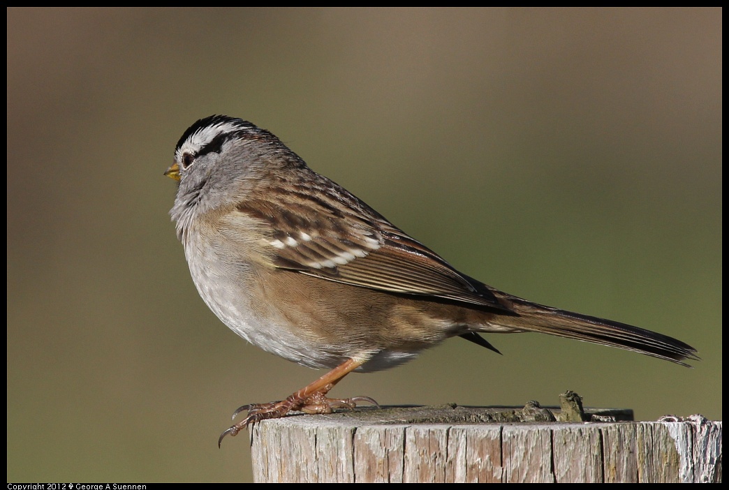1220-094728-01.jpg - White-crowned Sparrow