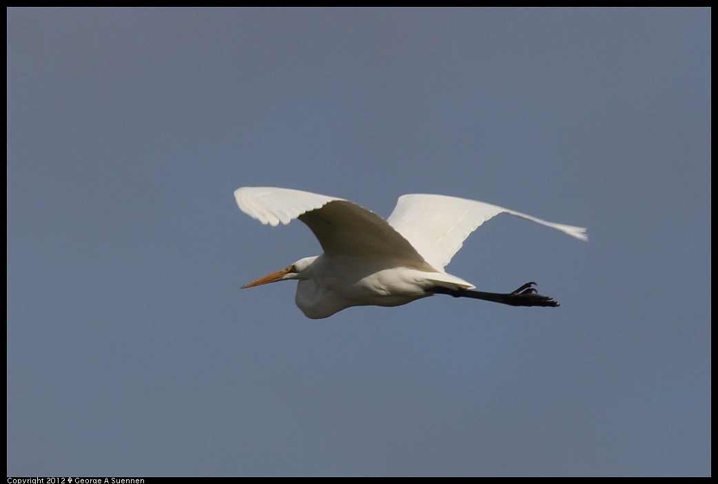 1220-100112-01.jpg - Great Egret