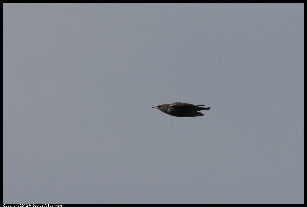 1220-100201-02.jpg - European Starling
