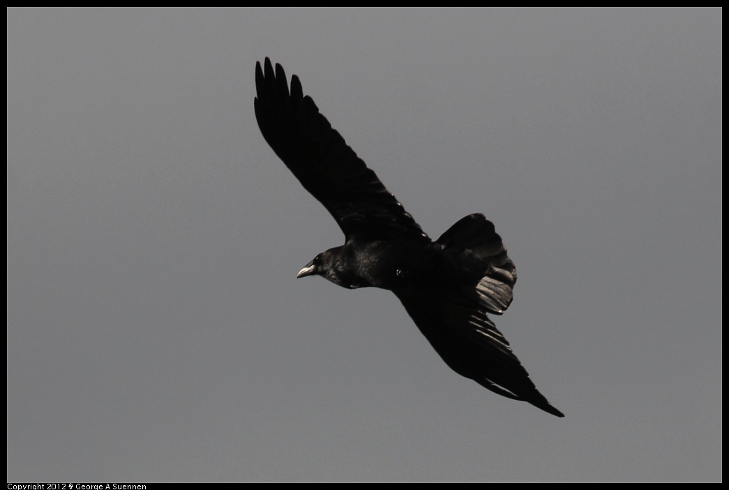1220-100542-05.jpg - Common Raven
