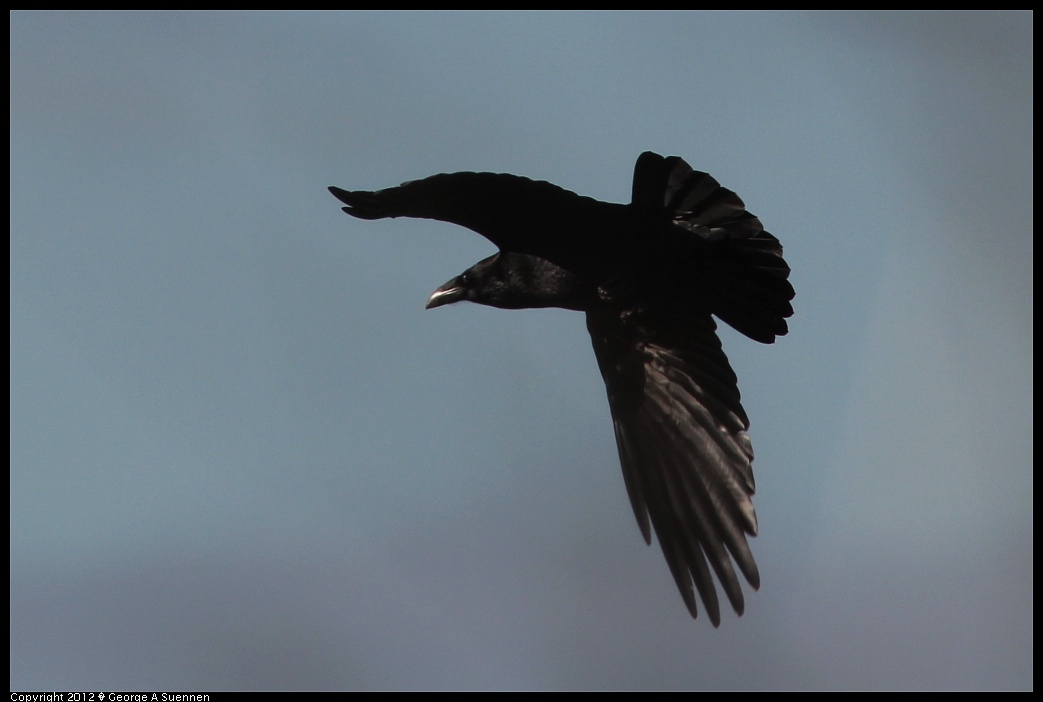 1220-100558-03.jpg - Common Raven
