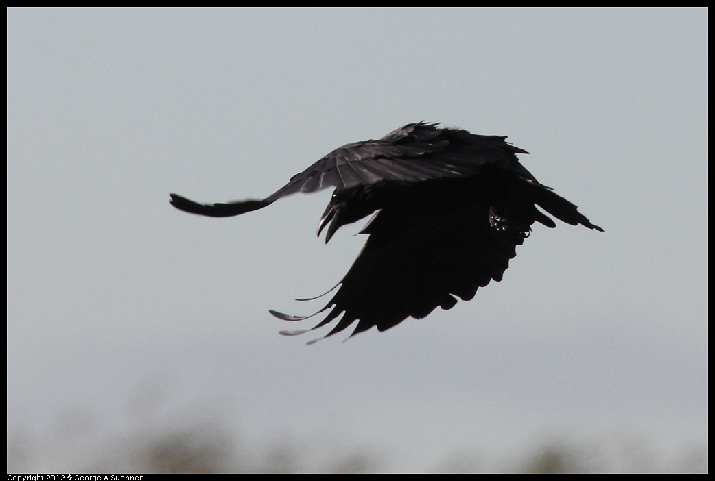 1220-100616-02.jpg - Common Raven
