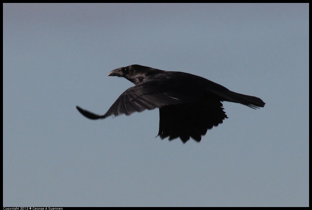 1220-100618-02.jpg - Common Raven