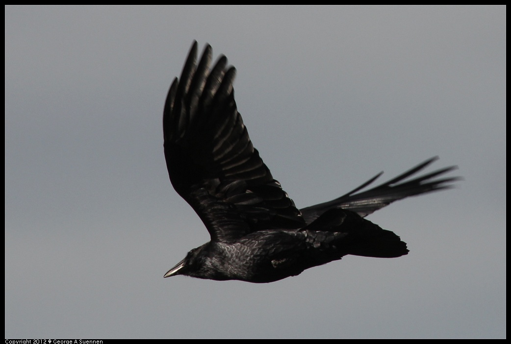 1220-100624-03.jpg - Common Raven
