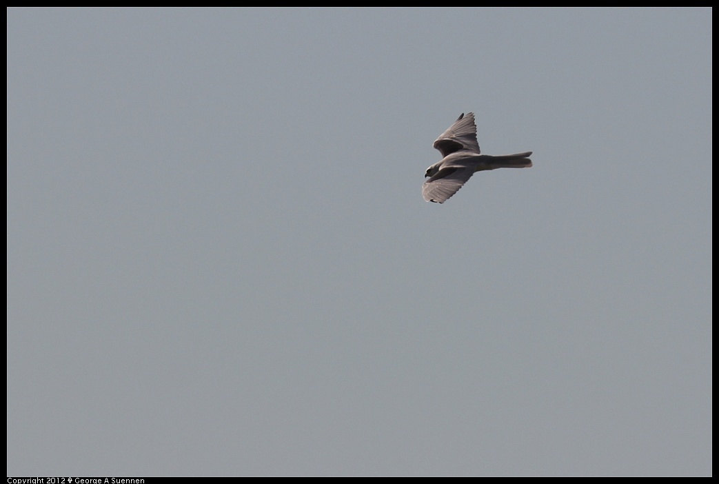 1220-101103-01.jpg - White-tailed Kite