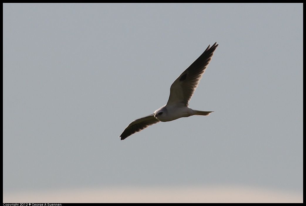1220-101109-04.jpg - White-tailed Kite
