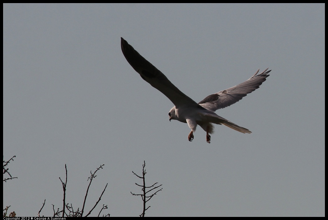 1220-101111-01.jpg - White-tailed Kite