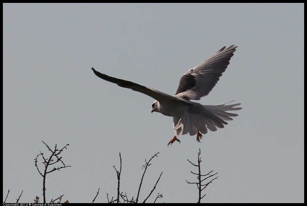 1220-101111-03.jpg - White-tailed Kite