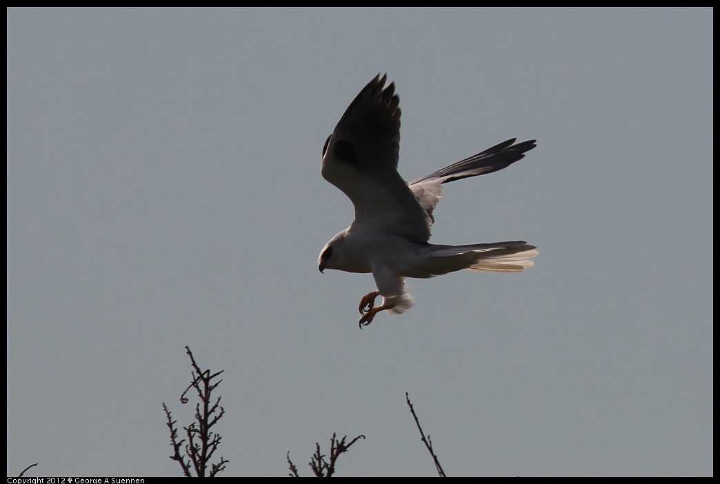 1220-101112-04.jpg - White-tailed Kite