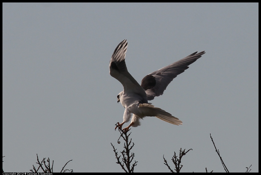 1220-101112-05.jpg - White-tailed Kite