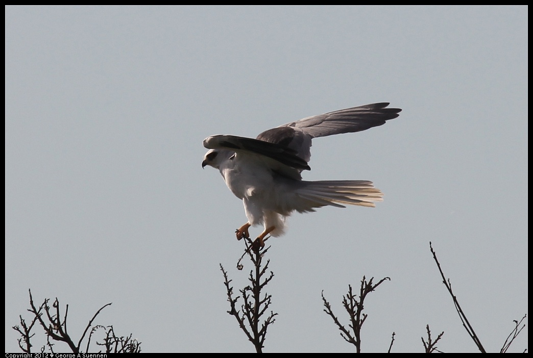 1220-101113-04.jpg - White-tailed Kite