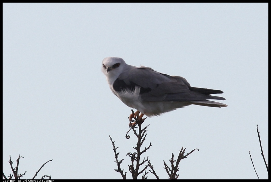1220-101203-04.jpg - White-tailed Kite