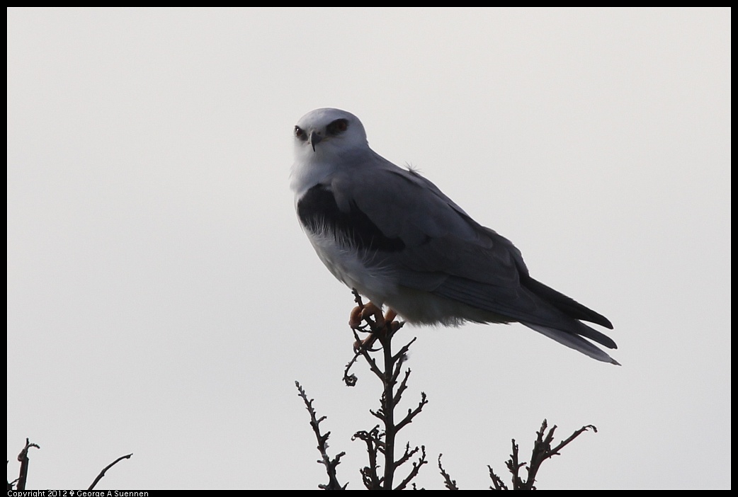 1220-101231-04.jpg - White-tailed Kite