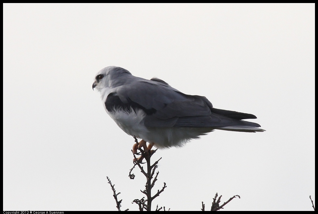 1220-101242-01.jpg - White-tailed Kite