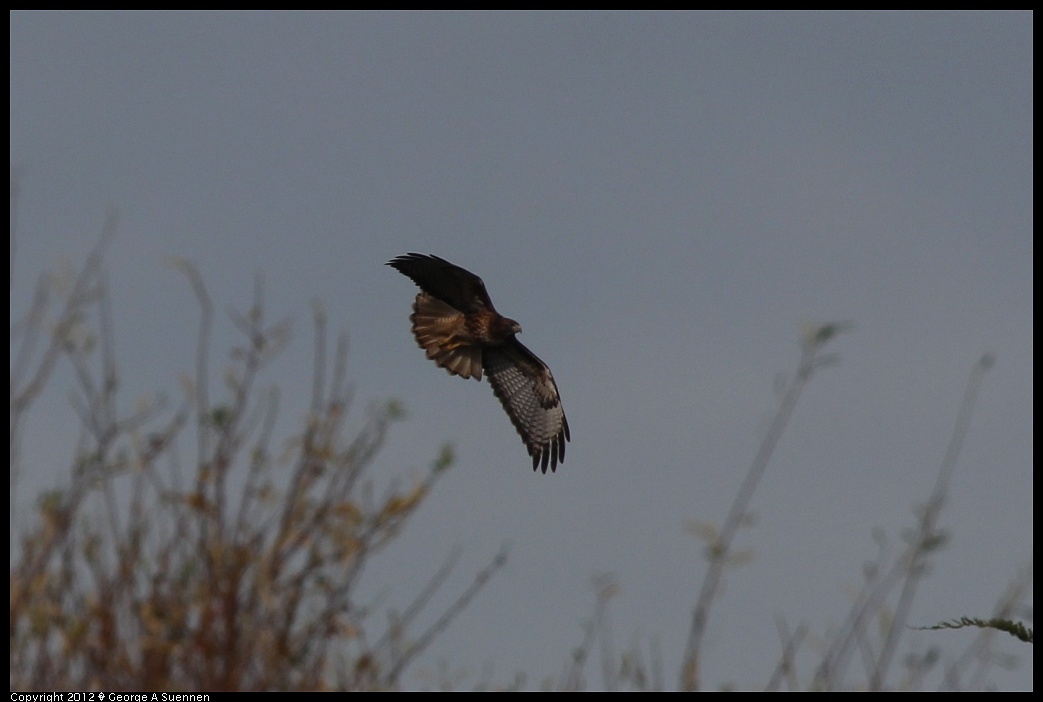 1220-101509-02.jpg - Red-tailed Hawk