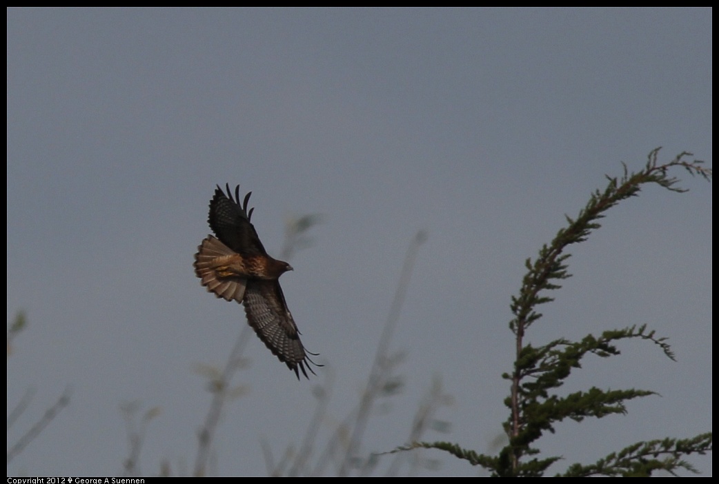 1220-101509-03.jpg - Red-tailed Hawk