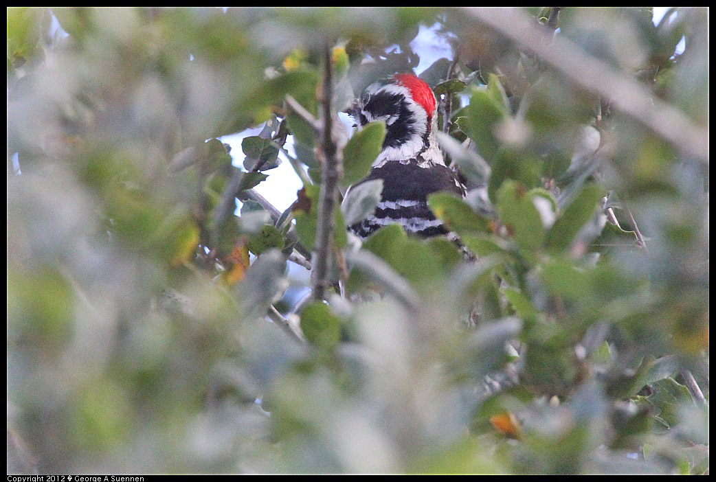 1220-135743-05.jpg - Nuttall's Woodpecker