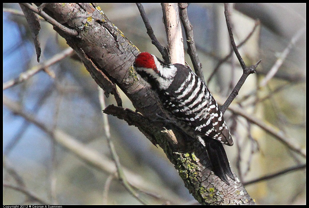1220-140009-01.jpg - Nuttall's Woodpecker