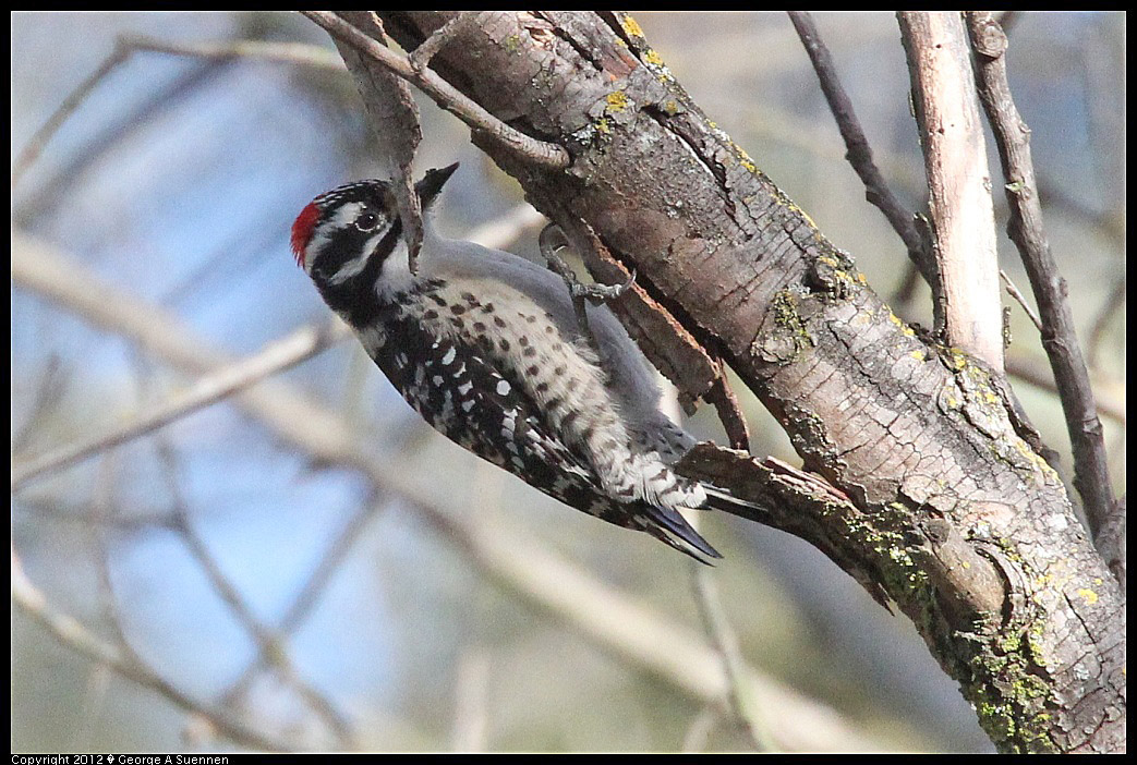 1220-140016-04.jpg - Nuttall's Woodpecker