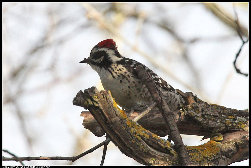 1220-140053-05.jpg - Nuttall's Woodpecker