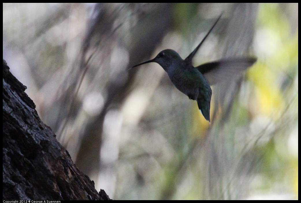 1220-140634-04.jpg - Anna's Hummingbird