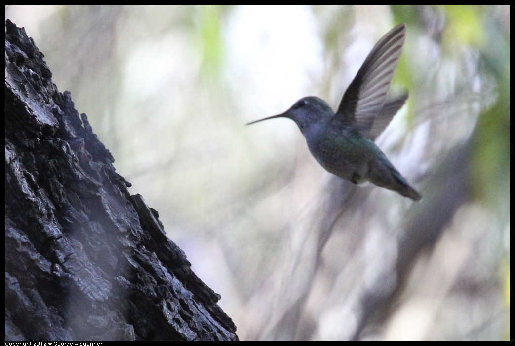 1220-140638-02.jpg - Anna's Hummingbird