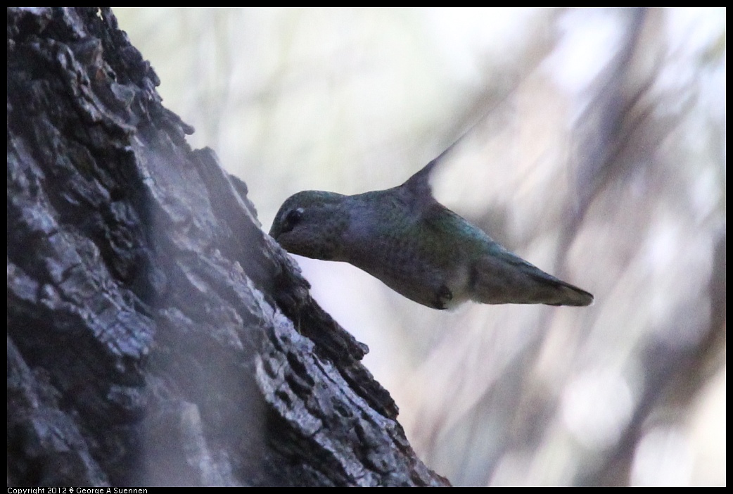 1220-140638-04.jpg - Anna's Hummingbird
