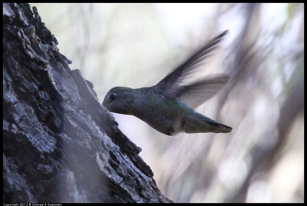 1220-140638-05.jpg - Anna's Hummingbird