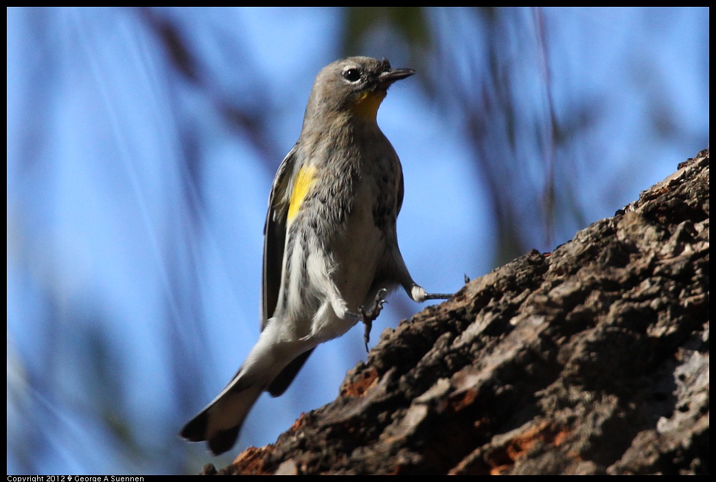 1220-142648-02.jpg - Yellow-rumped Warbler