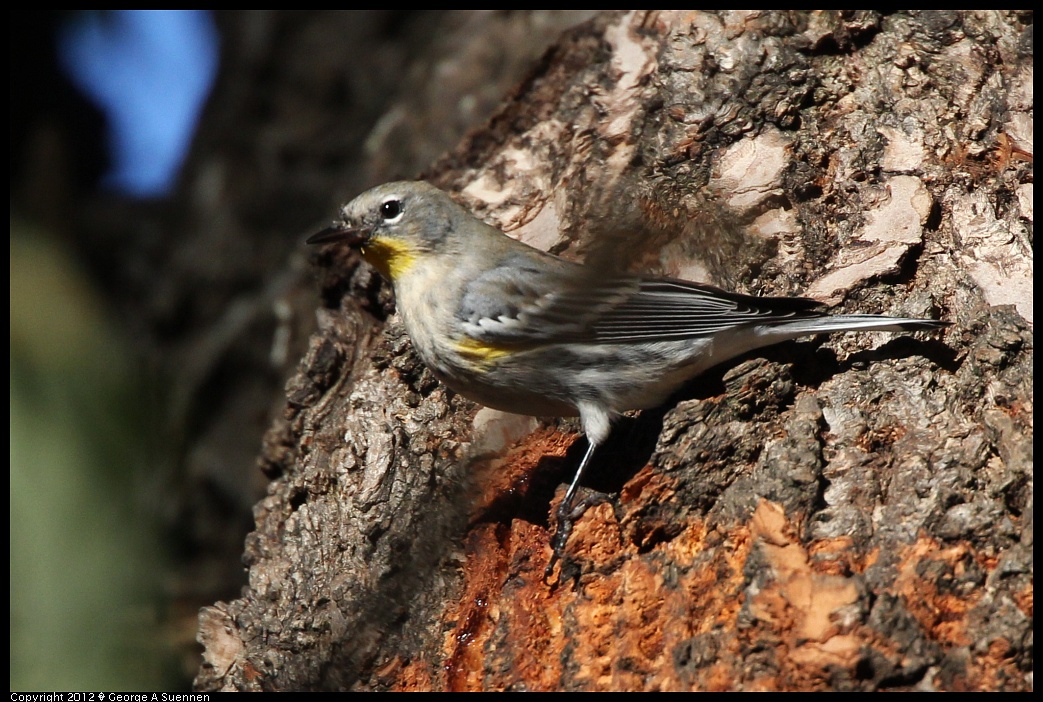 1220-143856-03.jpg - Yellow-rumped Warbler