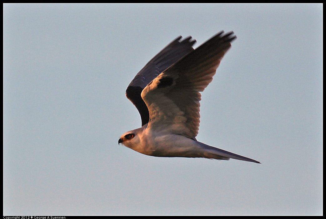 1222-162425-01.jpg - White-tailed Kite